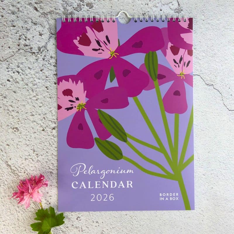 pelargonium wall calendar front cover 800 x 800 wall calendar with pink geranium flowers on a lilac background