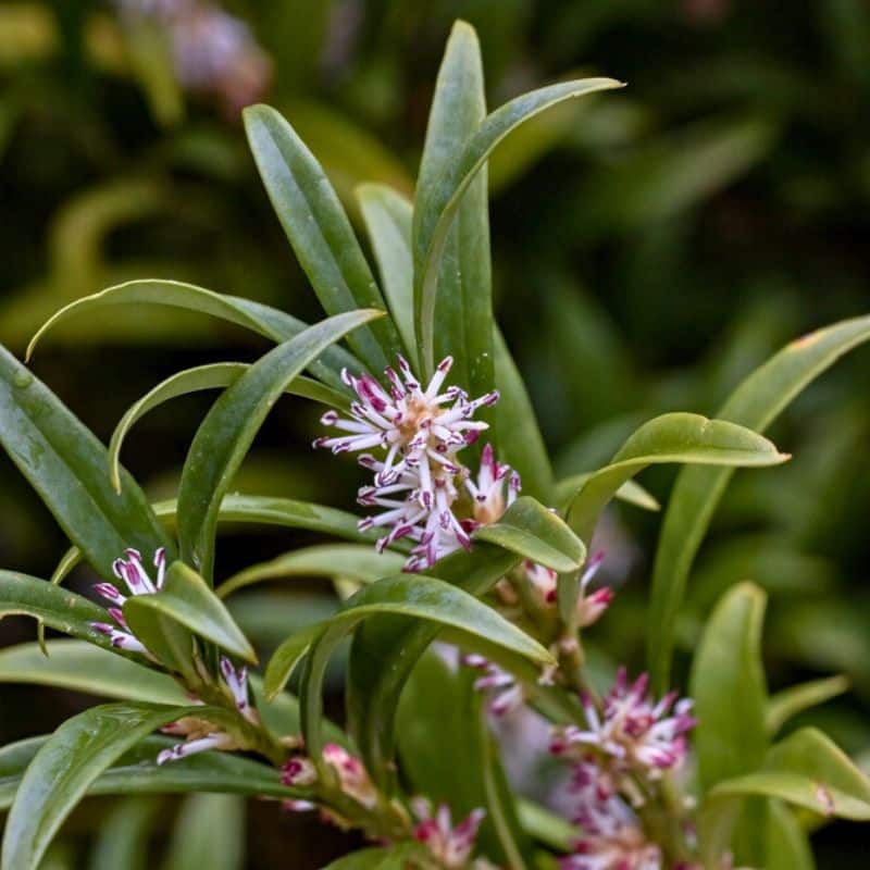 Sarcococca bush in flower