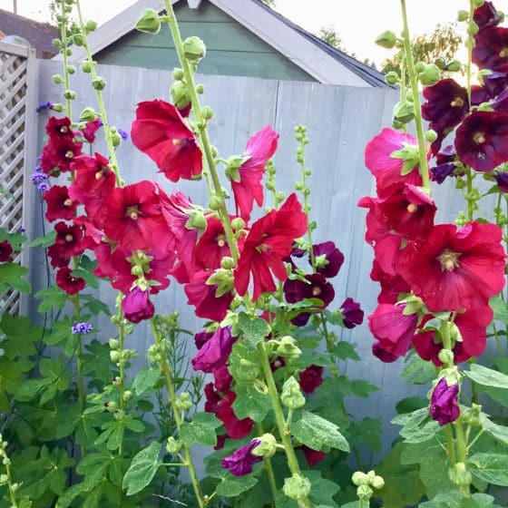 How to Design a Flower Bed in a New‑Build Garden with Hollyhocks
