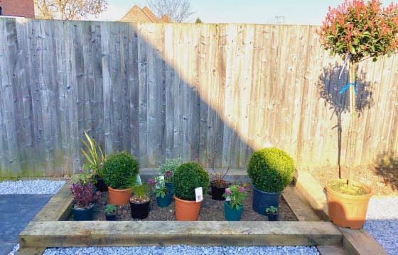 how to plant a garden border placing plants on surface