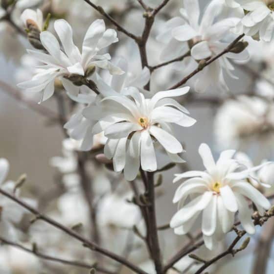 Magnolia stellata small tree ideal for any soil including new build gardens