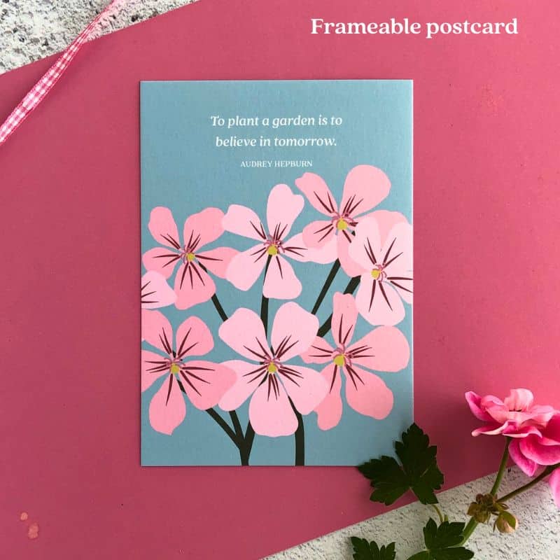 frameable postcard with pink pelargonium illustration 800 x 800 (1) frameable postcard with pink pelargonium illustration