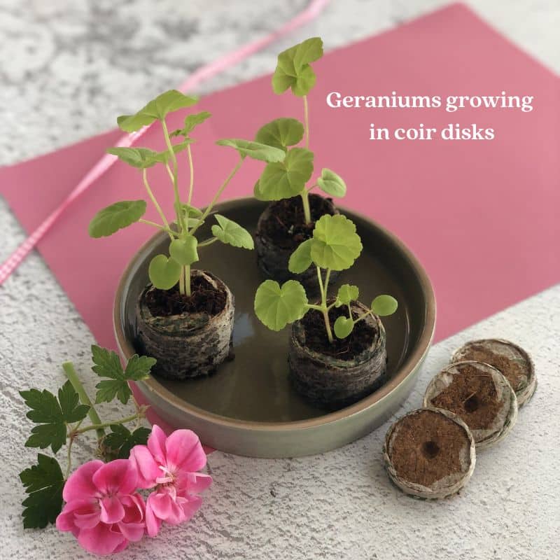 geraniums growing in coir disks 800 x 800 geraniums growing in coir disks in a saucer