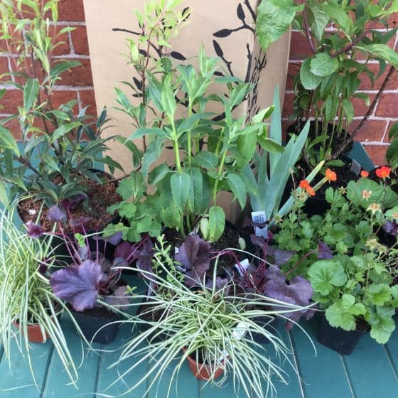 mail order plant collection 560 x 560
