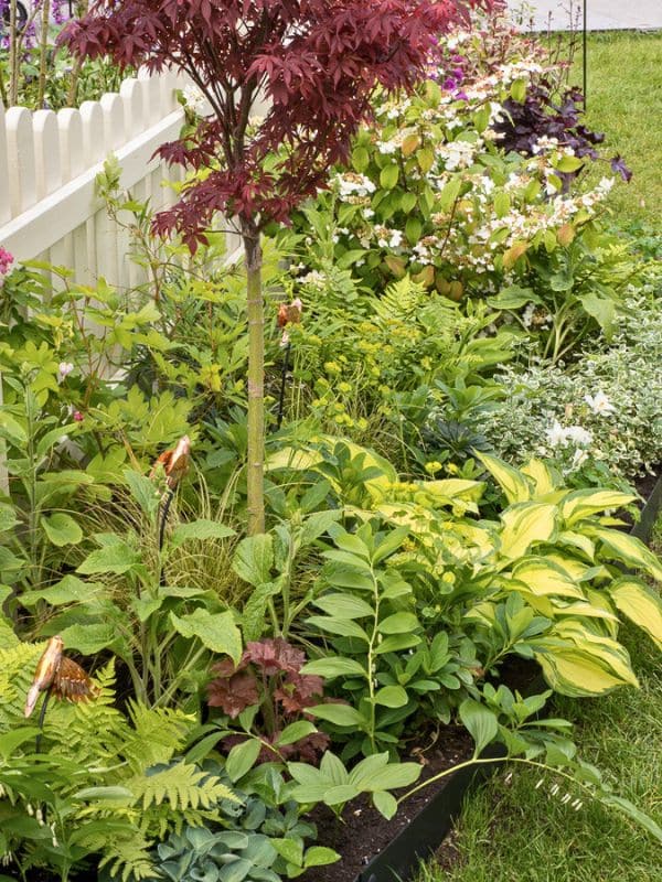 shady border plants at RHS Malvern show