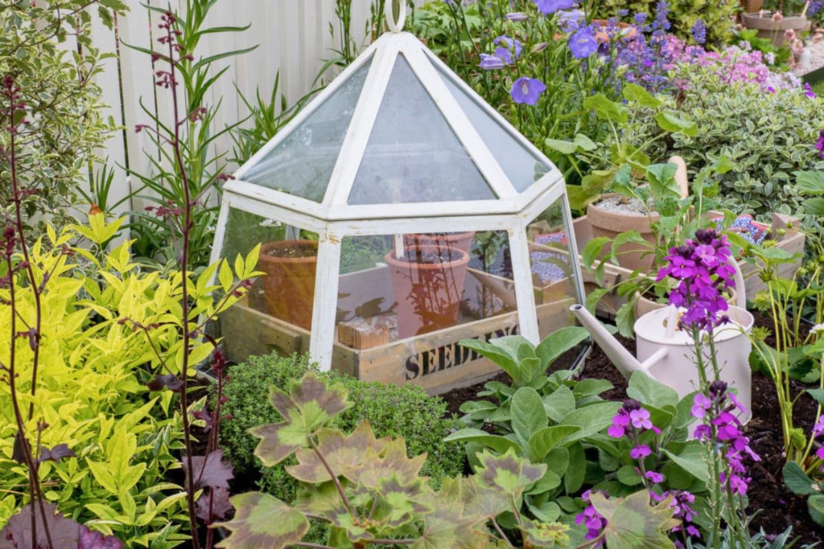 white cloche with tomato seedlings at RHS Malvern 2026