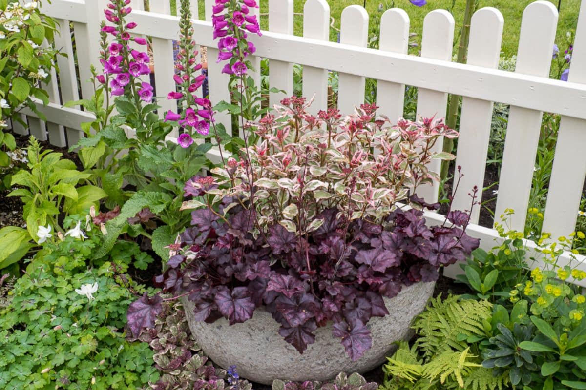 stone planter with hydrangea and heuchera plants surrounded by picket fence and foxgloves