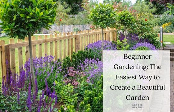 Beginner gardening border with easy plants