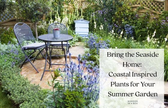 Bring the Seaside Home: Coastal Inspired Plants for Your Summer Garden blog header