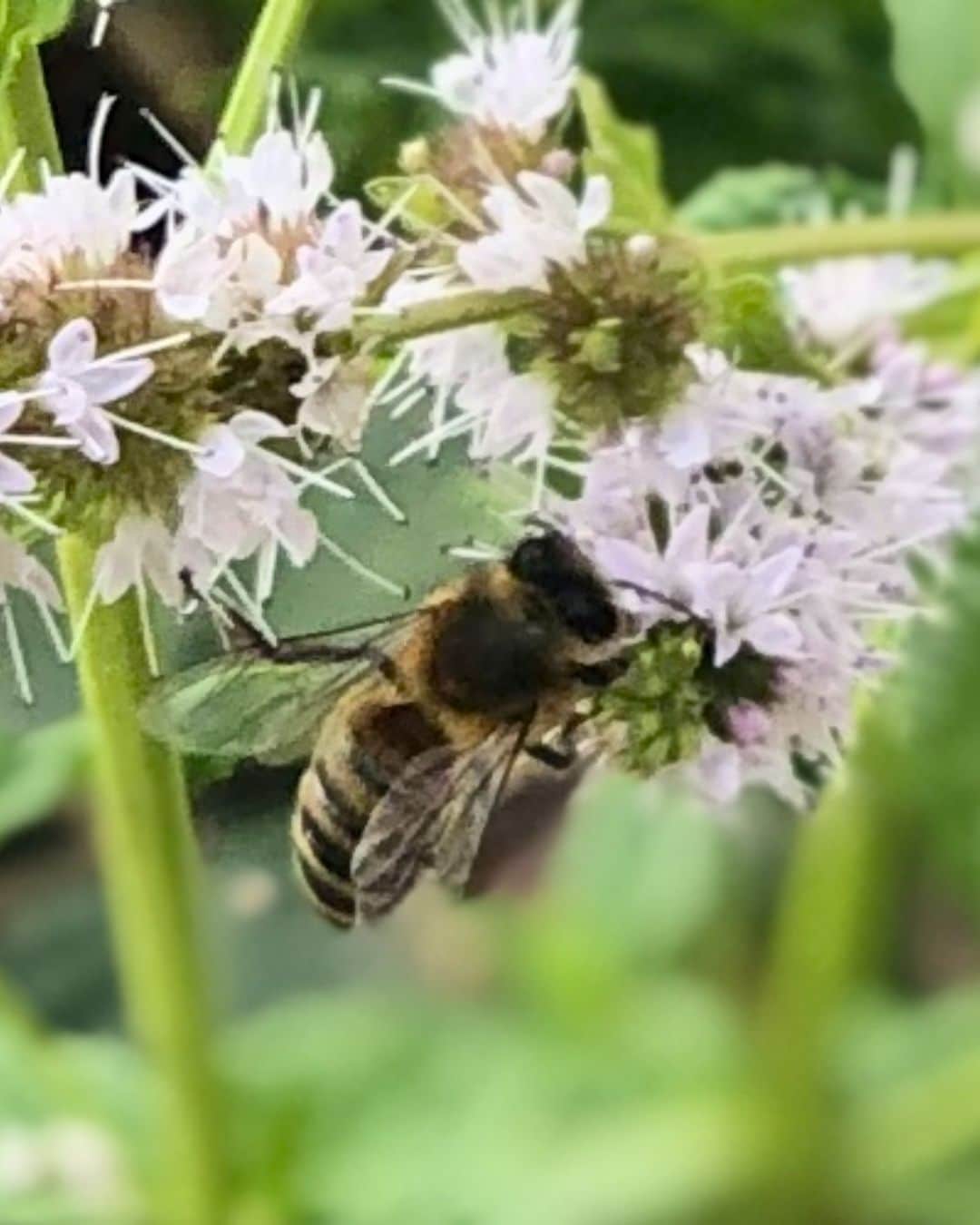 Honeybee on mint flowers Insta honey bee on mint flower