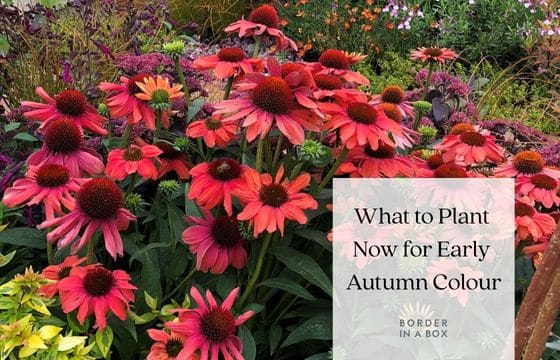 Autumn colour with orange echinacea, sedums, abelia, salvias loved by bees