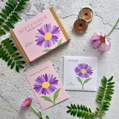 september version birth flower gift box with contents aster flower illustration