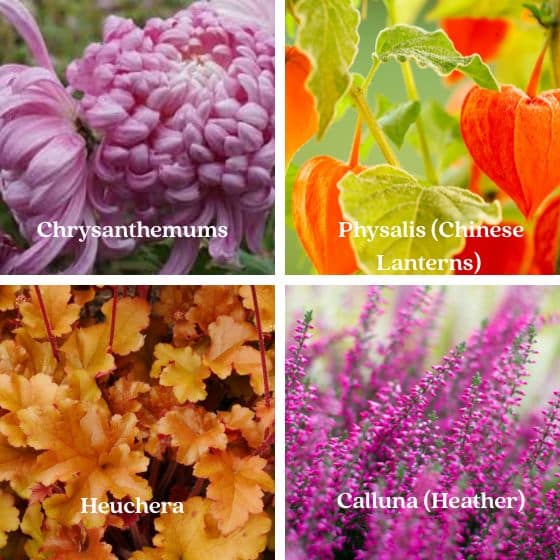 autumnal plants for halloween