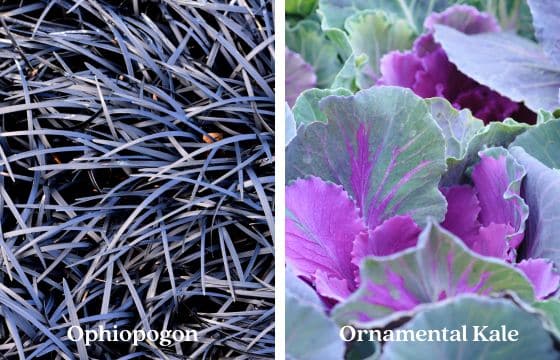 Autumnal Ideas for a Stylish Halloween Garden using black grass Ophiopogon and ornamental kale
