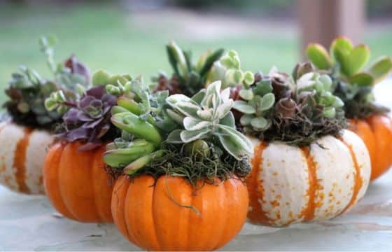 sempervivums decorating gourds for halloween